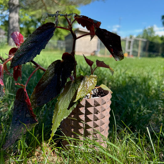 Bloom Planter