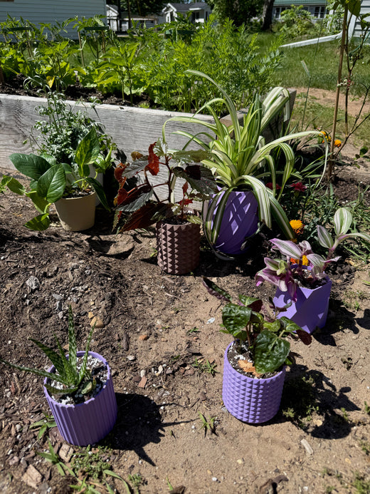 Rooted Collection
