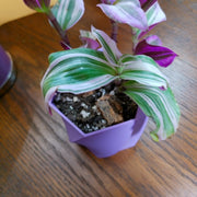 Petal Planter