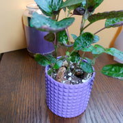 Bloom Planter
