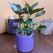 Bloom Planter