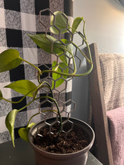 Honeycomb Trellis