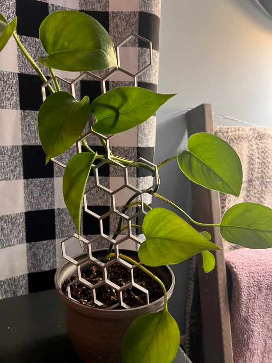 Honeycomb Trellis