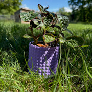 Bloom Planter