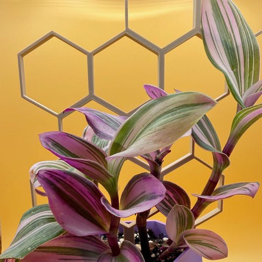 Honeycomb Trellis