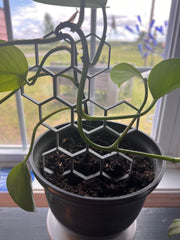 Honeycomb Trellis