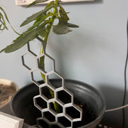 Honeycomb Trellis