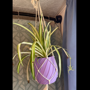 Haven Handmade Macramé Plant Hanger